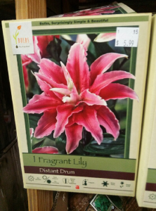 Double Oriental Lily