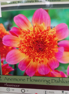 Neon Colored Dahlia