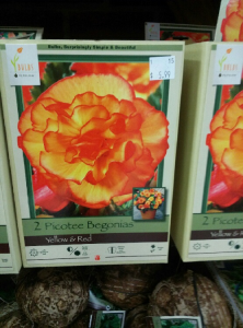 Orange Begonias