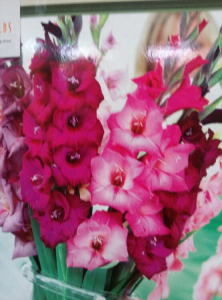 Pink Red Gladiola Mix