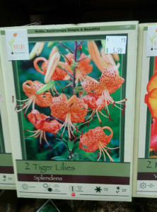 Tiger Lilies